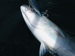 Aquanaut（アクアノート） 釣果