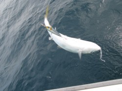 Aquanaut（アクアノート） 釣果