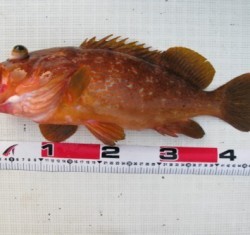 Aquanaut（アクアノート） 釣果