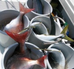 Aquanaut(アクアノート) 釣果