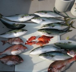 Aquanaut(アクアノート) 釣果