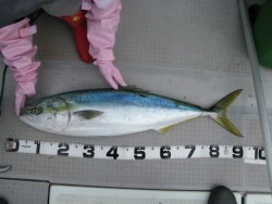 Aquanaut（アクアノート） 釣果