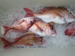 アジアマリンサービス 釣果