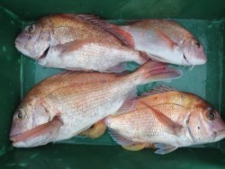 アジアマリンサービス 釣果