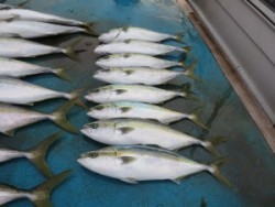 アジアマリンサービス 釣果