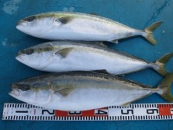 アジアマリンサービス 釣果