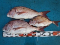 アジアマリンサービス 釣果