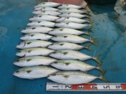 アジアマリンサービス 釣果