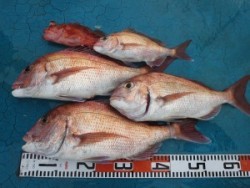 アジアマリンサービス 釣果