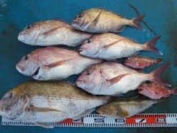 アジアマリンサービス 釣果