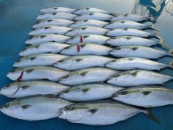 アジアマリンサービス 釣果