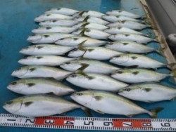 アジアマリンサービス 釣果