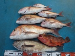 アジアマリンサービス 釣果