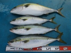 アジアマリンサービス 釣果