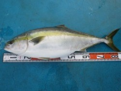 アジアマリンサービス 釣果