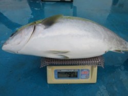 アジアマリンサービス 釣果