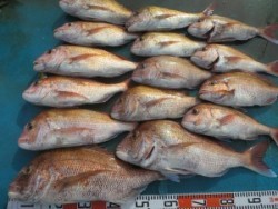 アジアマリンサービス 釣果