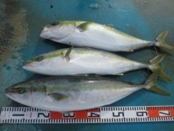 アジアマリンサービス 釣果