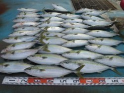 アジアマリンサービス 釣果