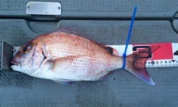 さんさん丸 釣果