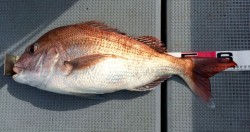 さんさん丸 釣果