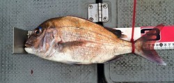 さんさん丸 釣果