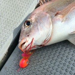 さんさん丸 釣果