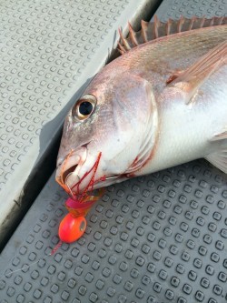 さんさん丸 釣果