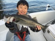 シーマジカル 釣果