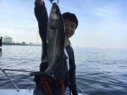 シーマジカル 釣果