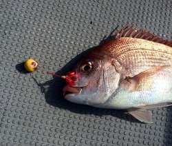 さんさん丸 釣果