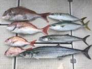 シーマジカル 釣果