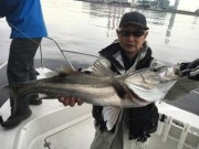 シーマジカル 釣果