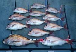 さんさん丸 釣果