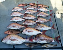 さんさん丸 釣果