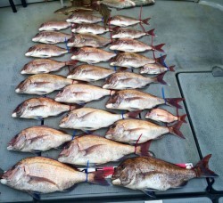 さんさん丸 釣果