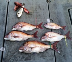 さんさん丸 釣果