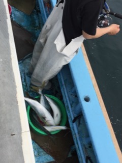 征海丸 釣果