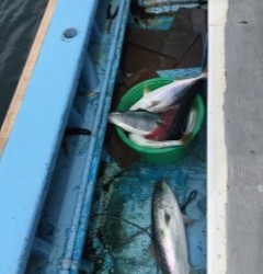 征海丸 釣果