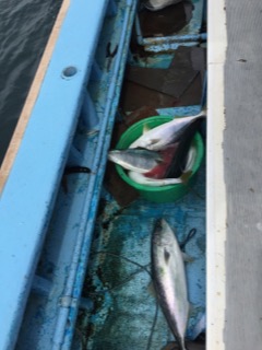 征海丸 釣果