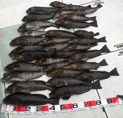 ふじしめ丸 釣果