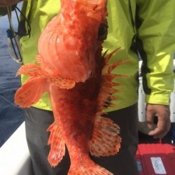 Blue.win 海人丸 釣果