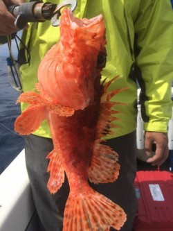 Blue.win 海人丸 釣果