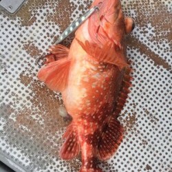 Blue.win 海人丸 釣果