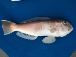 Blue.win 海人丸 釣果