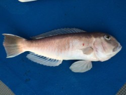 Blue.win 海人丸 釣果