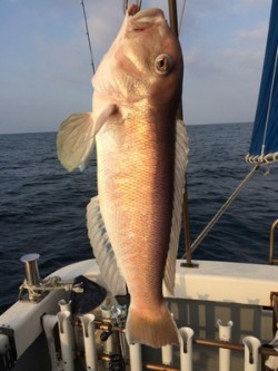 Blue.win 海人丸 釣果