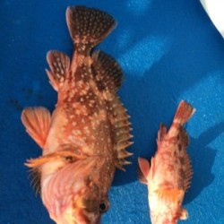 Blue.win 海人丸 釣果