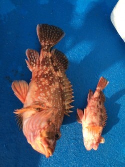 Blue.win 海人丸 釣果