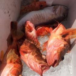 Blue.win 海人丸 釣果